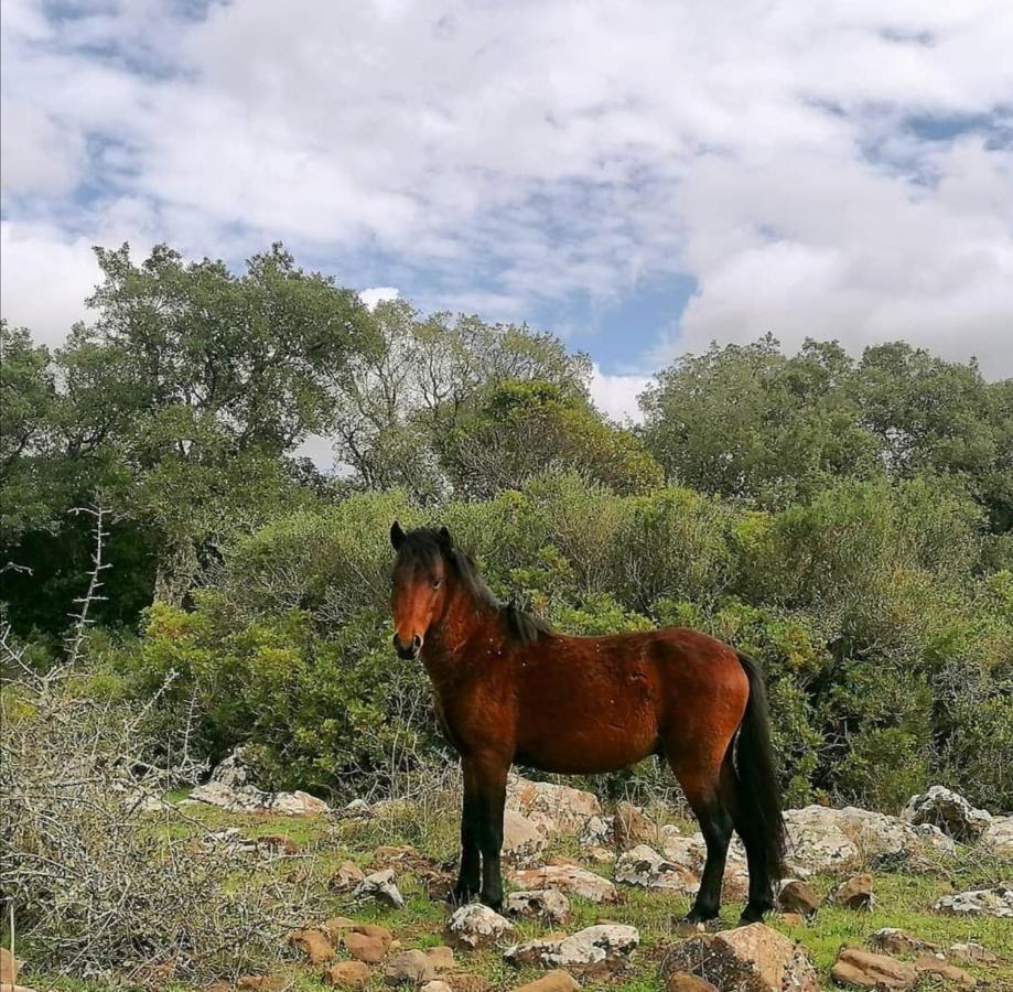 Casa Susanna Rural Sardinia Sini Экстерьер фото